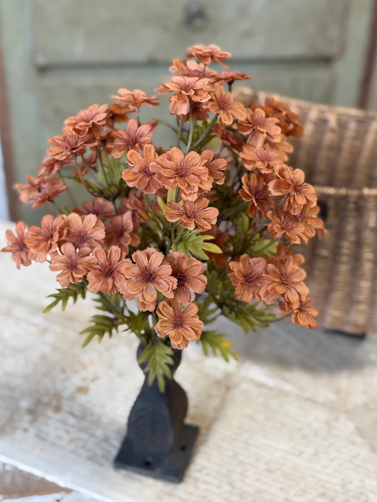Courtland Cosmos | 16" | Spice