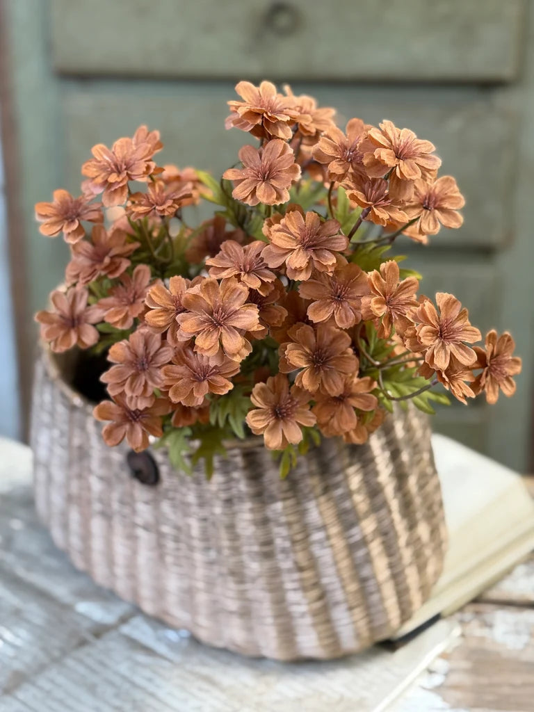 Courtland Cosmos | 16" | Spice