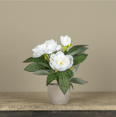 12" CREAM POTTED PEONY - Michigan Southern Charm
