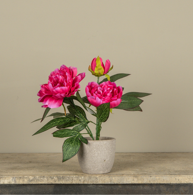 12" DARK PINK POTTED PEONY - Michigan Southern Charm