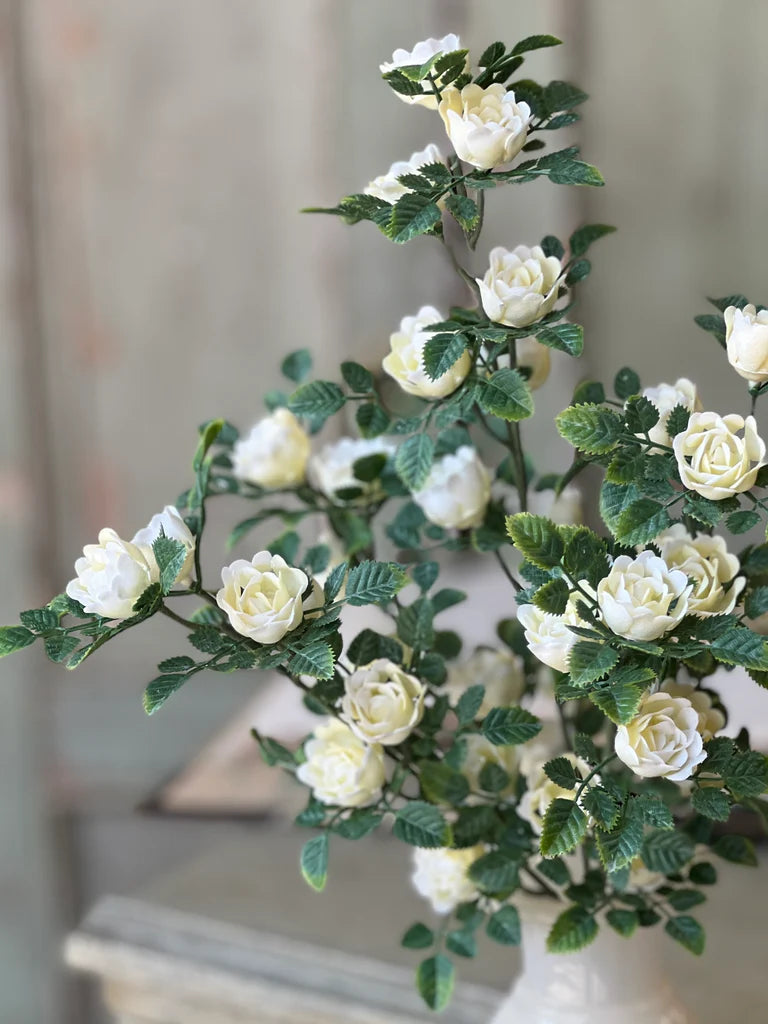 Cream Calloway Rose Bush 14.5"