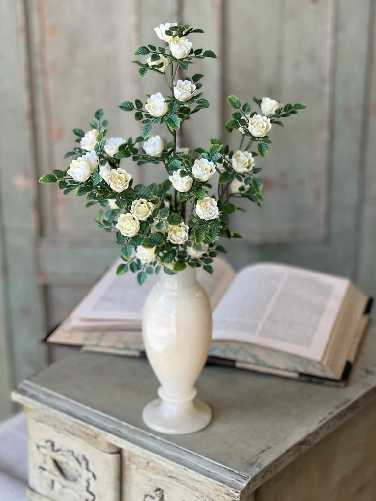 Cream Calloway Rose Bush 14.5"