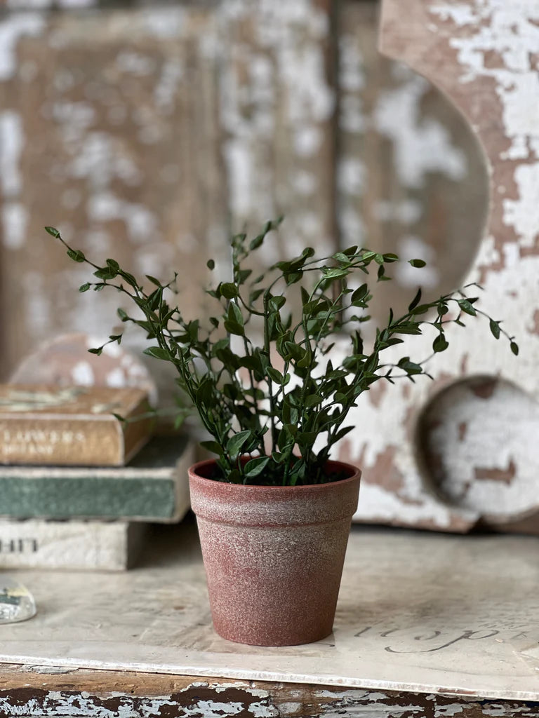 Hebron Pot 10" Spear Leaf