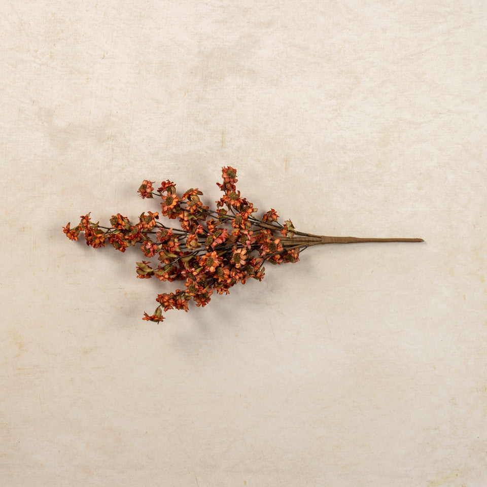 Rust Mini Daisy Bush, 22"