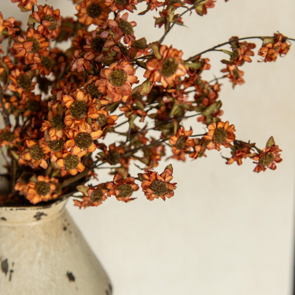 Rust Mini Daisy Bush, 22"